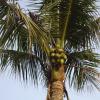 Coconut Tree near the Sun Temple in Gwalior