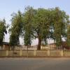Trees near Gwalior Trade Fair