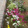 Flowers on way to Main Temple in Hastinapur