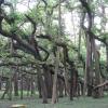 The Great Banyan Tree - Howrah