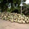 Pumpkins For Sale Outside A Farmhouse, Hapur