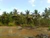 plantation view as seen in hardalli mandalli