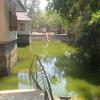 Big pond at Mannarasala Temple