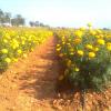 Banthi Flower Cultivation at Hosur, Karnataka