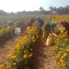 Farmers Working at Banthi Flower Fields