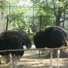 Ostrich birds in nehru park