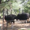 Ostrich birds in hyderabad zoo
