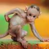 Little Monkey sitting on the wall - Idukki