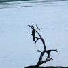 Black Bird, Sirpur Lake