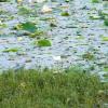 Lotus leaves in the Sirpur Lake