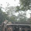 Pigeons in the Morning in Indore
