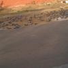 Pigeons on Road Side in Jaipur, Rajasthan