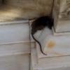 A Rat On Bikaner Temple Wall, Jaipur