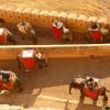 Elephant Ride in Amber Fort - Jaipur