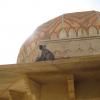 Monkey on Burj of Aamer fort
