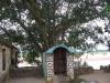 Divine Peepal Tree at Atchuthapuram Village