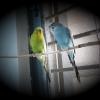 a pair of budgies swinging