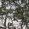 a bird singing on a tree