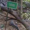 Salt water Crocodile, Vandalur Zoo