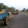 Sand being transported in bullock carts, Sriperambudur