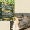 Crocodile - Amirthi Zoo