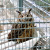 Owl in Amirthi Zoo - Vellore