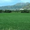 Green field at Kanyakumari...
