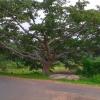 A Big Tree near Nagercoil - Kanyakumar district
