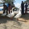 Ducks in a line - thailavaram