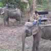 Elephants are ready for safari - Assam