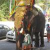 Elephant with mahout going to Parappukavu pooram