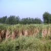 Sugarcane fields Near Ganga canal