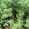 Plantation of Poplar Trees at Khatauli