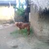 A Goat at Khaupali in Bargarh