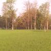 Paddy Field at Khaupali in Bargarh, Orissa
