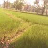 Paddy Field in Khaupali, Bargarh