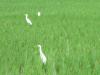 Cranes on the Paddy Fields of Kizhumanivakkam