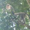 Kerala Monkeys