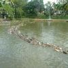 Beautiful Journey of Ducks in Kerala