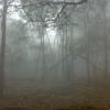 Kodaikanal - Trees covered by Mist