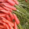 Fresh Carrot in Kodai Hills