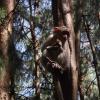 Monkey in a tree at Kodaikanal Pine forest