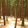 Pine Forests - Kodaikanal