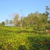 Visiting the Natures Beauty, Kotagiri , Nilgiris - Tamilnadu