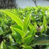 Tea Leaves Close Up View, Kotagiri - Nilgiris