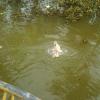 A Duck Swimming in Kumarakom River
