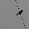 A crow sitting on a cable - kumarakom