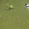 Duck swimming in vembanad lake - kumarakom