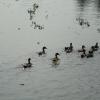 Ducks on their way - vembanad lake - kumarakom