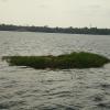 Small Island in Kumarakom Lake in Kerala